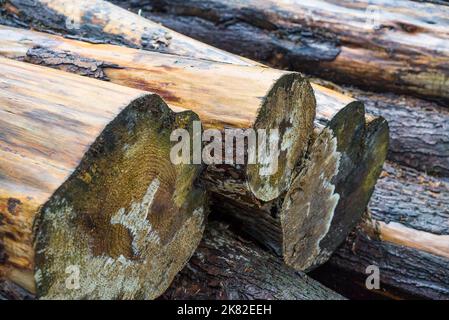 UK logging industry: close up of wet logs, cut and stacked outdoors in British woodland/forest in the rain. Stock Photo