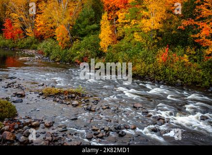 Close up image of bright red maple leaves in the fall. Stock Photo