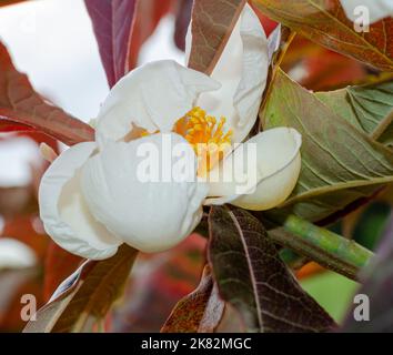 Franklinia alatamaha blooming in botany in Poland, Europe. close up, selective focus. Stock Photo