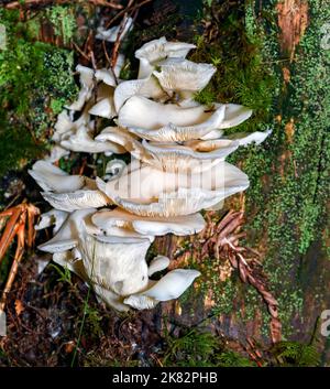 Angel's Wings mushroom (Pleurocybella porrigens) from Marnadal, Agder, southern Norway in October. Stock Photo