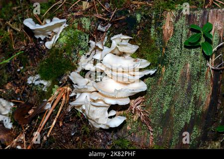 Angel's Wings mushroom (Pleurocybella porrigens) from Marnadal, Agder, southern Norway in October. Stock Photo