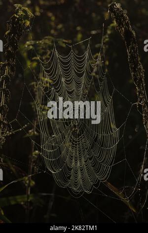 Spiders web with dew droplets Norfolk UK GB September 2022 Stock Photo