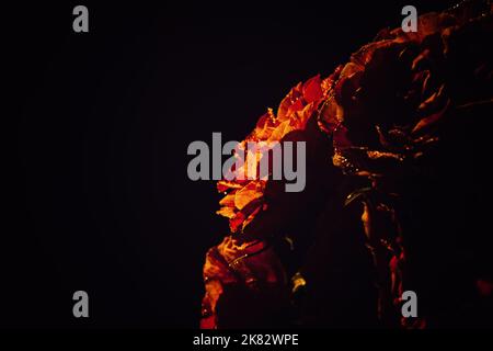 Dark moody flowers red roses background. Dark floral rose banner. Mystical Deep red purple flower on black background Stock Photo