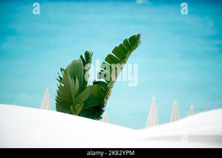 Palm leaf, on a background of turquoise blue Mediterranean sea and white parasols between Nice and Cannes. Stock Photo