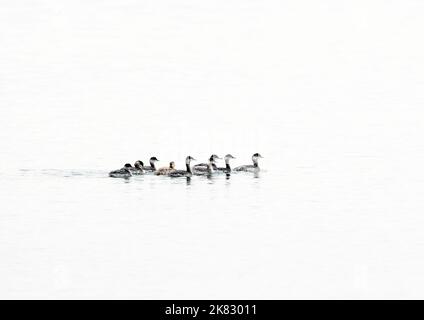 Flock of Eared Grebes on Water Stock Photo