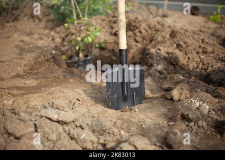 Shovel in ground. Planting trees. Details of planting plants in park. Garden tools. Digging up soil. Stock Photo