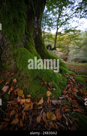 Trunk of an old beech tree covered with green moss in an autumn Gorbea forest, Belaustegui, Basque Country. Stock Photo