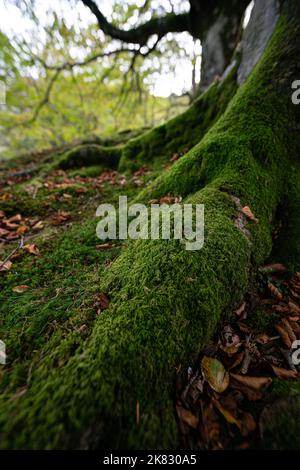 Trunk of an old beech tree covered with green moss in an autumn Gorbea forest, Belaustegui, Basque Country. Stock Photo