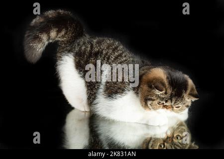 A beautiful exotic shorthair cat plays on a dark studio background with a reflection. Color black striped with white Stock Photo