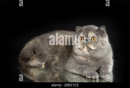A beautiful exotic shorthair cat plays on a dark studio background with a reflection. Color gray tortoiseshell Stock Photo