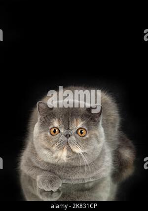 A beautiful exotic shorthair cat plays on a dark studio background with a reflection. Color gray tortoiseshell Stock Photo