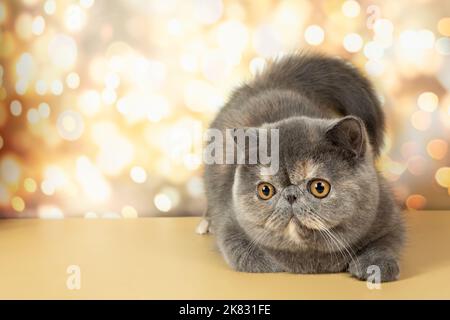 A beautiful exotic shorthair cat lies on the colorful festive background of the studio. Color gray tortoiseshell Stock Photo
