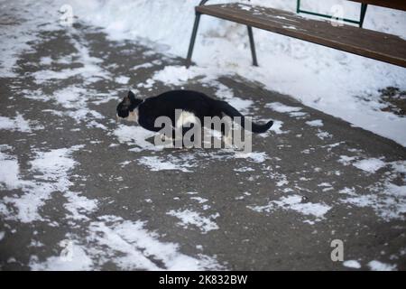 Black cat runs down asphalt in snow. Stray animal in yard. Cat on street. Stock Photo
