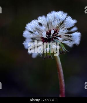 Dandylion closeup with dew drops frozen on seeds ice crystals Stock Photo