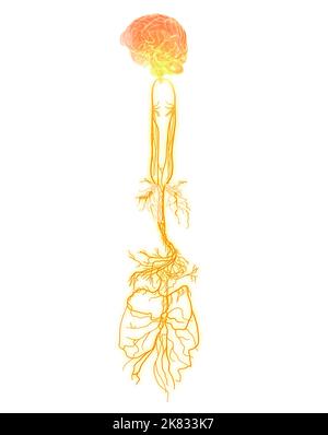 Diagram of the autonomic nervous system, showing distribution of ...