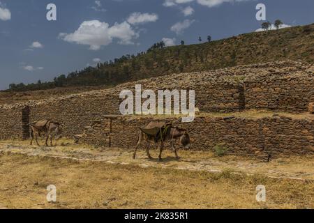 Donkeys in front of Dungur (Queen of Sheba) Palace ruins in Axum, Ethiopia Stock Photo