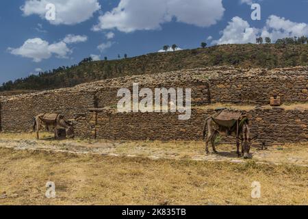 Donkeys in front of Dungur (Queen of Sheba) Palace ruins in Axum, Ethiopia Stock Photo