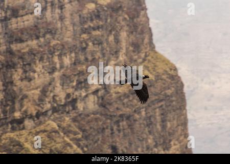 Thick-billed raven (Corvus crassirostris) in Simien mountains, Ethiopia Stock Photo