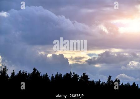 Sunlight breaking through gap in storm clouds against dark silhouette pine forest Stock Photo