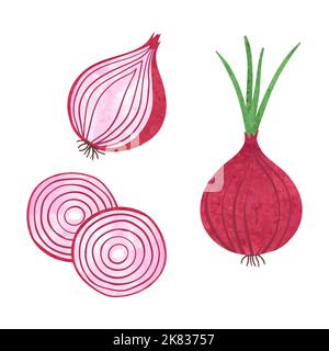 Set of watercolor red onions isolated on white background. Vector illustration of slice and onion rings Stock Vector