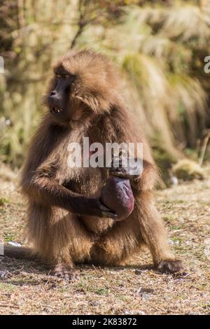 Gelada monkey (Theropithecus gelada) eating a stolen eggplant in Simien mountains, Ethiopia Stock Photo