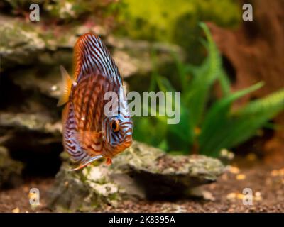 Floating Symphysodon discus in tank. Freshwater aquarium fish with shiny scales. Stock Photo