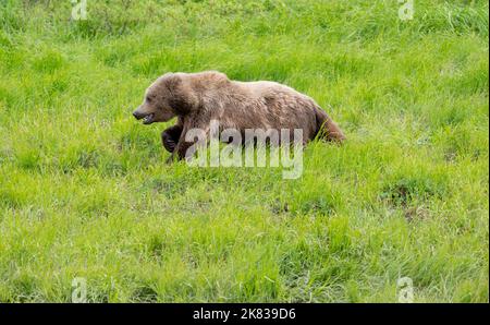Alaskan brown bear running throuhg on open field in McNeil River Stock Photo
