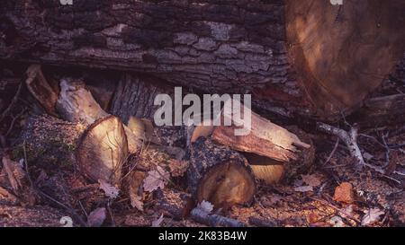 Autumn texture based on wood chips, dead leaves and acorns. Stock Photo