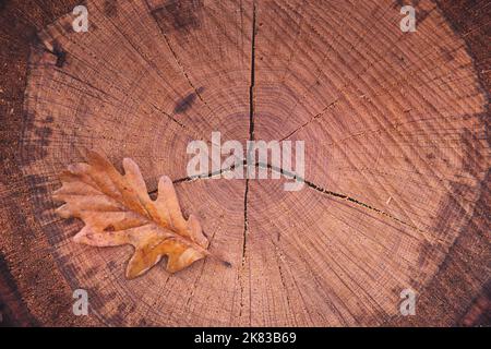 Autumn texture based on wood chips, dead leaves and acorns. Stock Photo