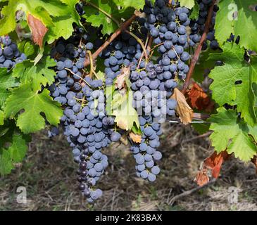 Nebbiolo grapes, Piedmont, italy Stock Photo