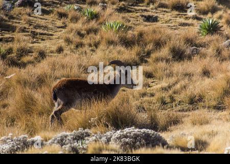 Walia ibex (Capra walie) in Simien mountains, Ethiopia Stock Photo