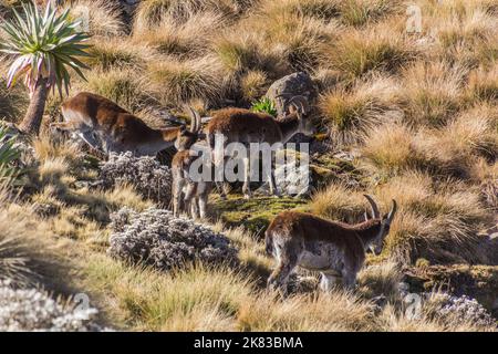 Walia ibexes (Capra walie) in Simien mountains, Ethiopia Stock Photo