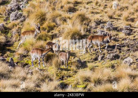 Walia ibexes (Capra walie) in Simien mountains, Ethiopia Stock Photo