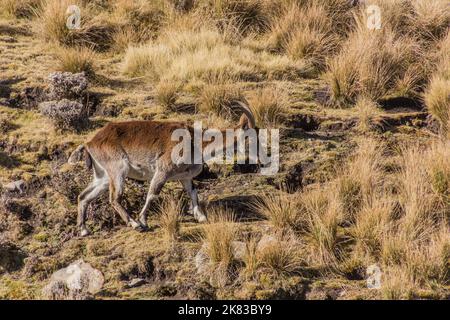 Walia ibex (Capra walie) in Simien mountains, Ethiopia Stock Photo