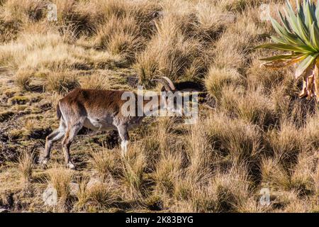 Walia ibex (Capra walie) in Simien mountains, Ethiopia Stock Photo