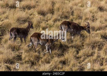 Walia ibexes (Capra walie) in Simien mountains, Ethiopia Stock Photo