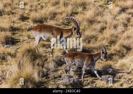 Walia ibexes (Capra walie) in Simien mountains, Ethiopia Stock Photo