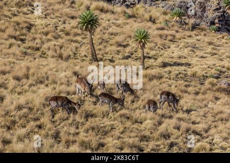 Walia ibexes (Capra walie) in Simien mountains, Ethiopia Stock Photo