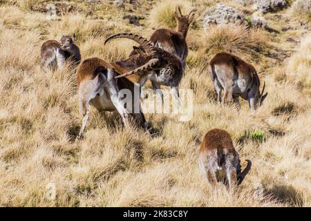 Walia ibexes (Capra walie) in Simien mountains, Ethiopia Stock Photo