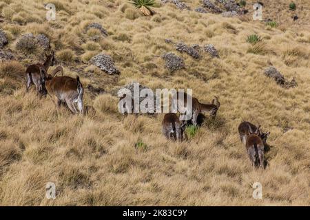 Walia ibexes (Capra walie) in Simien mountains, Ethiopia Stock Photo