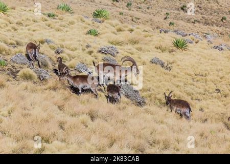 Walia ibexes (Capra walie) in Simien mountains, Ethiopia Stock Photo