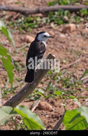 Black-backed Water-tyrant (Fluvicola albiventer) adult perched on stick  Pantanal, Brazil                   July Stock Photo