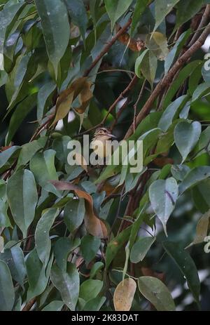 Pygmy Antwren (Myrmotherula brachyura) adult female perched on twig  Rio Azul, Brazil                 July Stock Photo