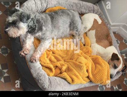 Dogs in their bed are relaxing at home. Stock Photo