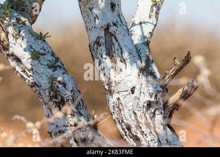 Abstract white pattern background in colorful texture of Acacia tree bark. Oanob park, Namibia. Stock Photo