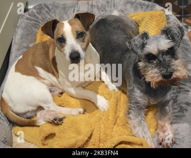 Dogs in their bed are relaxing at home. Stock Photo