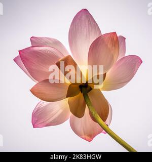 Low angle closeup view of isolated backlit pink lotus flower against bright sky Stock Photo