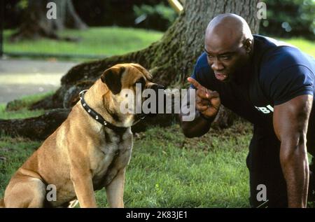 Michael Clarke Duncan & Dog Film: See Spot Run (2001) Characters: Murdoch &  01 February 2001   **WARNING** This Photograph is for editorial use only and is the copyright of The Film Company and/or the Photographer assigned by the Film or Production Company and can only be reproduced by publications in conjunction with the promotion of the above Film. A Mandatory Credit To The Film Company is required. The Photographer should also be credited when known. No commercial use can be granted without written authority from the Film Company. Stock Photo