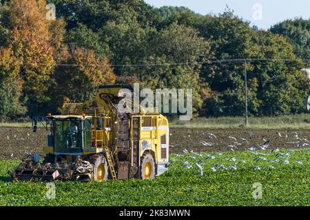 Harvesting sugar beet using a Ropa Panther 2 sugar beet harvester. Stock Photo