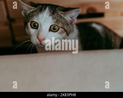 White-brown cat hid with his ears down, waiting for the toy. the cat is frightened, looks with apprehension. Copy space Stock Photo